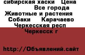 l: сибирская хаски › Цена ­ 10 000 - Все города Животные и растения » Собаки   . Карачаево-Черкесская респ.,Черкесск г.